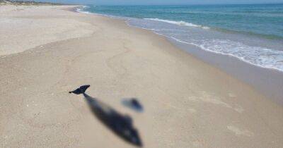 Экоцид: в Черном море из-за войны погибли до 50 тысяч дельфинов (ФОТО)