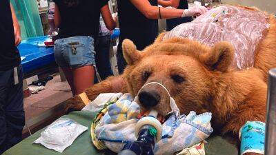 Драма в зоопарке Хайфы: ветеринар хочет усыпить больную медведицу, работники против