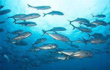 Ученые выяснили, зачем тунцы и макрели преследуют акул