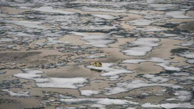 Из-за войны полноценное изучение тающей Арктики прекратилось
