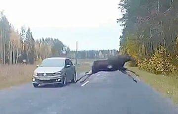 Огромный лось и авто разминулись буквально в паре сантиметрах: видео