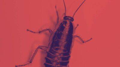 Инженеры разработали робота, который уничтожает тараканов с помощью лазера