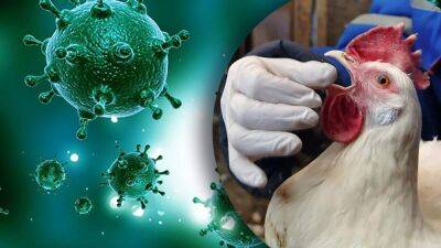 В Болгарии обнаружили новый штамм птичьего гриппа: опасен ли он для людей