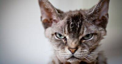 Ветеринар назвал четыре породы кошек, которые он бы никогда не купил (видео)