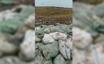 В одну из рек в Ташобласти сбросили около 2 тонн дохлых кур в мешках. Местные жители считают, что птицы были чем-то заражены. Видео