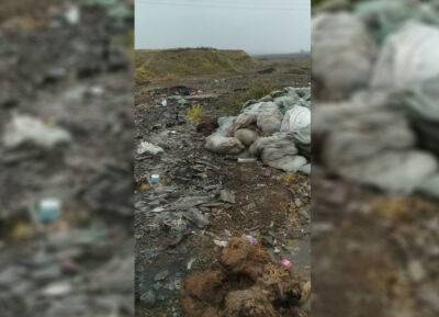 Экологи вывезли мешки с дохлыми курами, которые неизвестные сбросили возле одной из рек в Ташкентской области