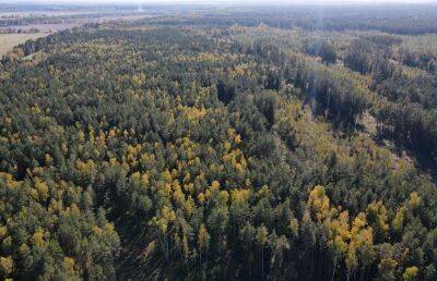 Добровольцы высадили свыше 6,5 млн деревьев по всей Беларуси
