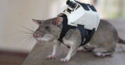Крысы-спасатели с маленькими рюкзаками будут помогать искать людей после землетрясений