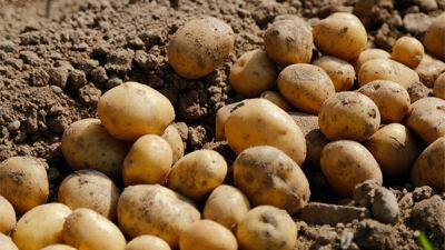 Картоплю в Україні викопано на 73% прогнозу, її дефіциту не очікується - Мінагрополітики
