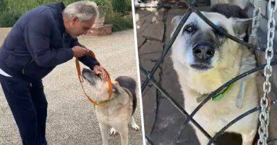 Итальянский тенор Андреа Бочелли приютил раненого пса, пережившего оккупацию в Купянске