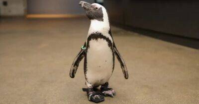 Как пляжник на курорте. Ученые создали сандалии для пингвина, чтобы спасти ему жизнь