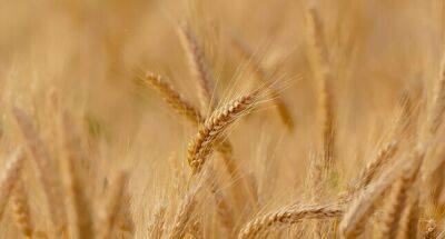 Россия хочет увеличить экспорт муки и зерна на таджикский рынок