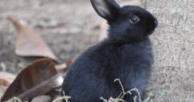 Раз в 60 лет: что нам готовит 2023-й - год Черного Водяного Кролика