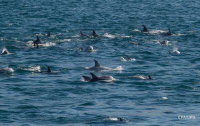 В Черном море из-за войны погибло 50 тысяч дельфинов