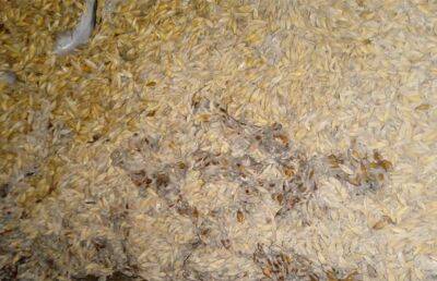 В Хойникском районе выявили почти 130 тонн испорченного зерна