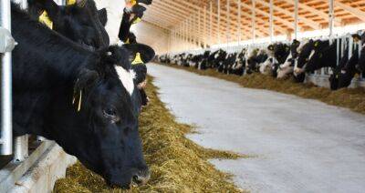 В Брестской области вступают в строй новые молочно-товарные фермы