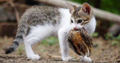 Охотник от бога. Ученые рассказали, почему не все кошки умеют ловить на мышей - focus.ua - Украина