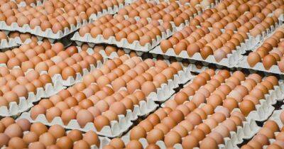 Подорожание яиц в Украине приостановилось: что будет с ценами дальше