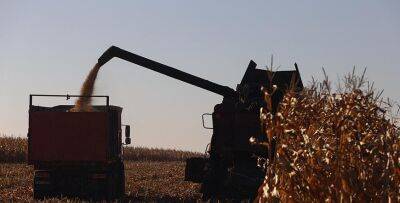 В Беларуси кукурузу на зерно убрали почти на 48% площадей