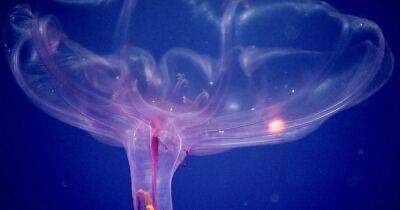Вырастили медузы. Ученые обнаружили в океане морского огурца, совсем не похожего на свой вид