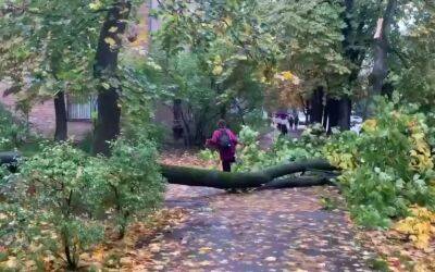В Киеве – сильный ветер: в Соломенском районе упало дерево, оборваны электропровода