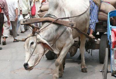 Вирус убил почти 100 000 коров в Индии
