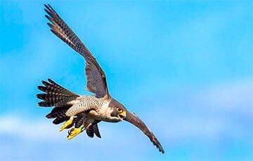 Ученые рассказали о самой быстрой птице на Земле - charter97.org - США - Белоруссия - Лондон - Антарктида - Сапсан