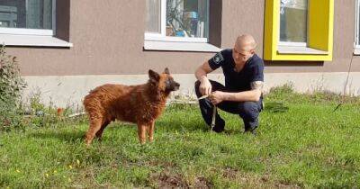 Пес Крым, оплакивавший хозяев на руинах в Днепре, проходит лечение (видео)