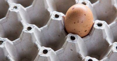 Спрос на яйца в магазинах растет: грозит ли дефицит
