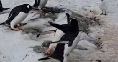 Как боец ВСУ. Украинские полярники показали, как пингвин наказывает наглого соседа за кражу (видео)