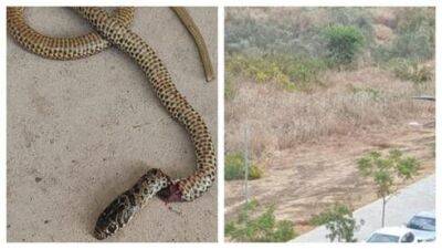 Второклассница в Рош ха-Аине нашла в своем рюкзаке живую змею