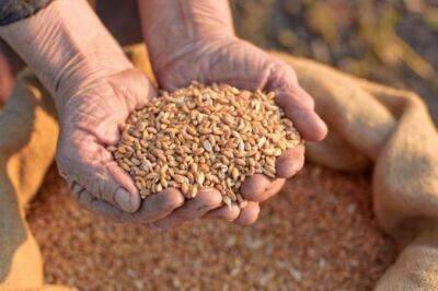 Фьючерсы на пшеницу подорожали почти на 8% из-за решения России по «зернового соглашения»