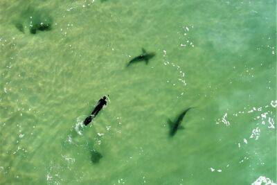 Управление парков предостерегает от купания возле электростанции: в Израиль вернулись акулы