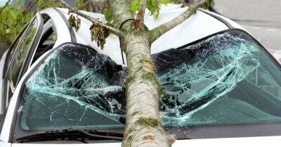Сносил крышу и ломал деревья: спасатели получили 54 вызова из-за сильного ветра
