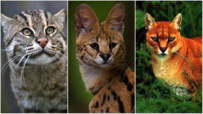 Необыкновенные кошки в дикой природе