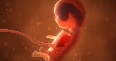 Почти как в Матрице. Ученые хотят создать "ферму" эмбрионов, выращенных в механической матке