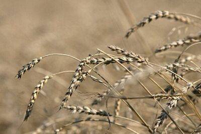 Биржевые цены на пшеницу снизились на фоне фиксации прибыли после роста до трехмесячного максимума
