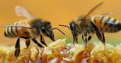 Умнее, чем мы думали. Пчелы способны работать в команде, если на кону Fanta или другая сладость (видео)
