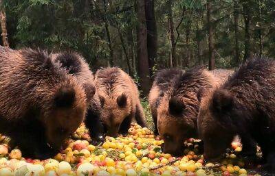 В Центре Пажетновых в Тверской области медвежата набирают к зиме вес, поедая яблоки и сливы