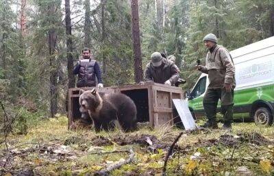 Медвежата Чук и Гек из Центра Пажетновых в Тверской области отправились в вологодские леса - afanasy.biz - Вологодская обл. - Тверская обл. - район Череповецкий - район Торопецкий