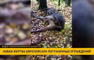У латвийской границы обнаружен мертвый лось