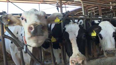 В Италии наладили фермерское производство биогаза из коровьих экскрементов