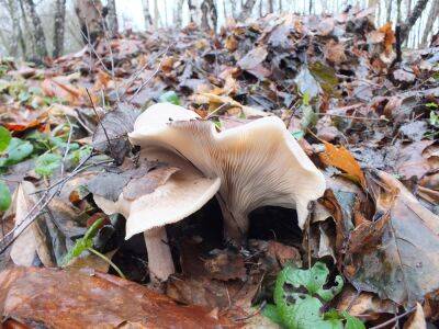 Эксперты предостерегают от использования приложений для определения грибов