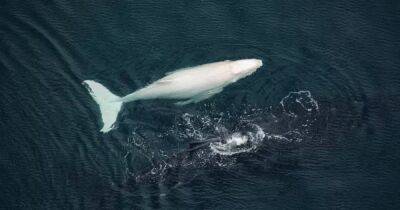 У берега Коста-Рики заметили редкого горбатого кита-альбиноса вместе с матерью (фото)