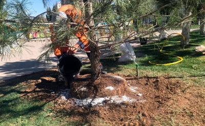 И так сойдет. В центре Ташкента сотрудники благоустройства посадили дерево вместе с горшком
