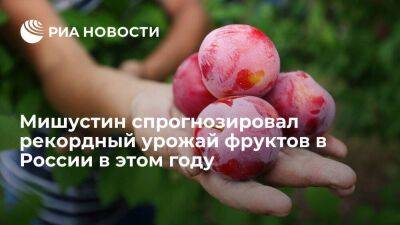 Мишустин: в этом году Россия соберет рекордный урожай фруктов, свыше 1,5 миллиона тонн