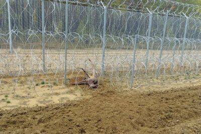 На белорусско-литовской границе снова погибло животное из-за опасных заграждений