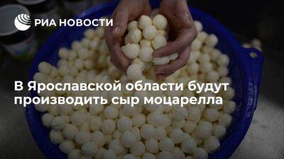 В городе Любим Ярославской области будут производить сыр моцарелла