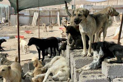 «Без приюта мы не сможем бороться за животных». Как волонтёры Алмалыка пытаются спасти приют для бездомных собак