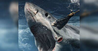 Блогер перехитрил большую белую акулу с помощью тунца и снял пугающие кадры (фото)